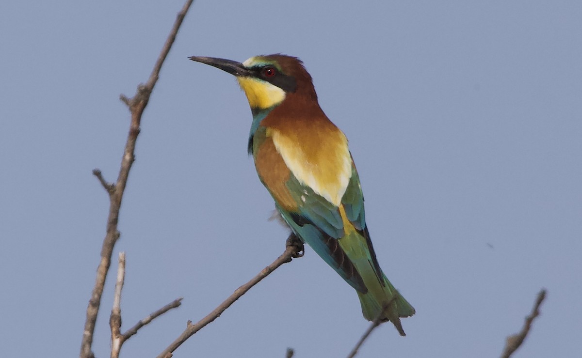 European Bee-eater - ML620495365