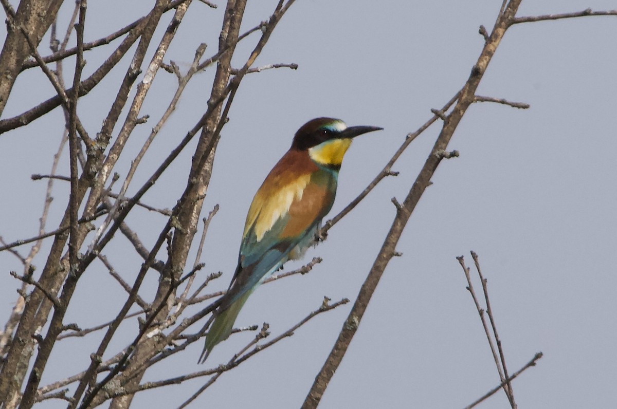 European Bee-eater - ML620495370