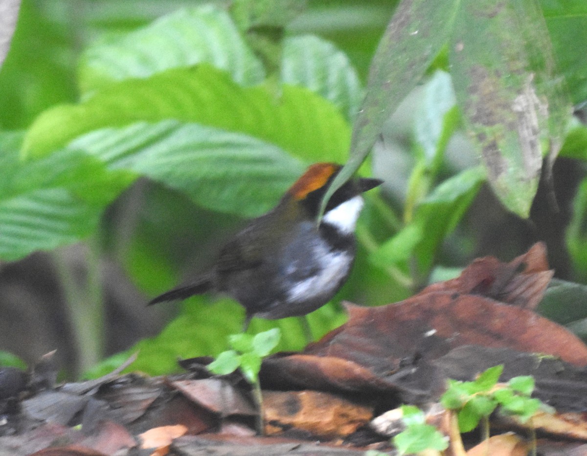 Chestnut-capped Brushfinch - ML620495371