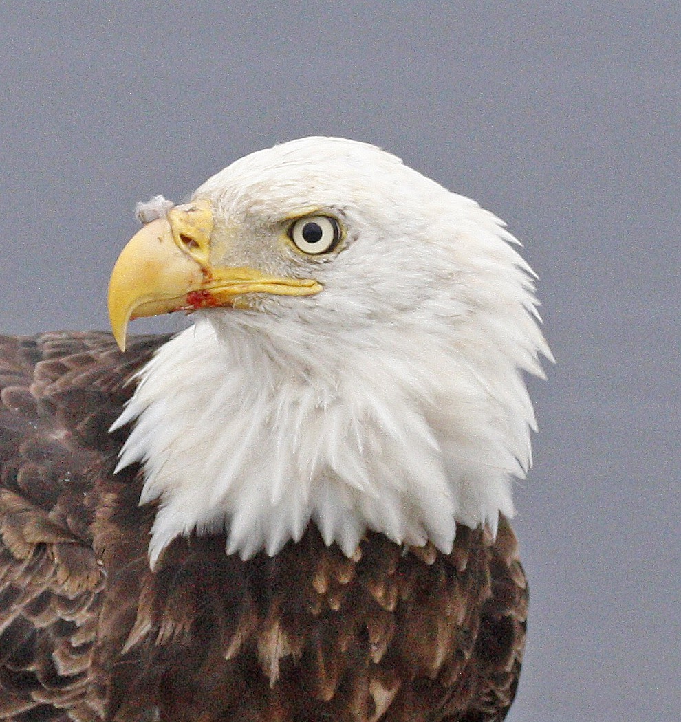 Bald Eagle - ML620495374