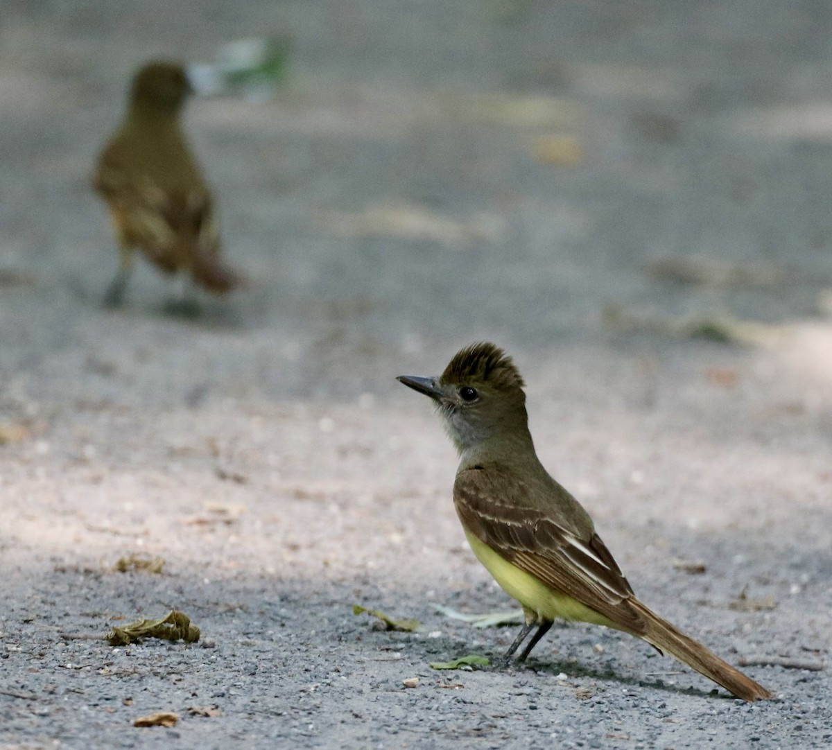 Great Crested Flycatcher - ML620495377