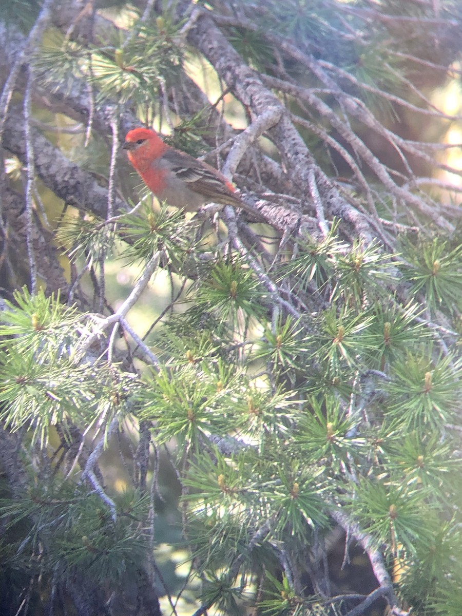 Pine Grosbeak - ML620495379