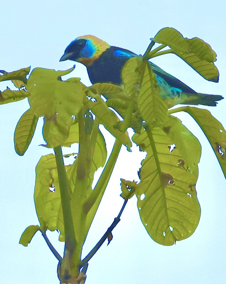 Golden-hooded Tanager - ML620495387