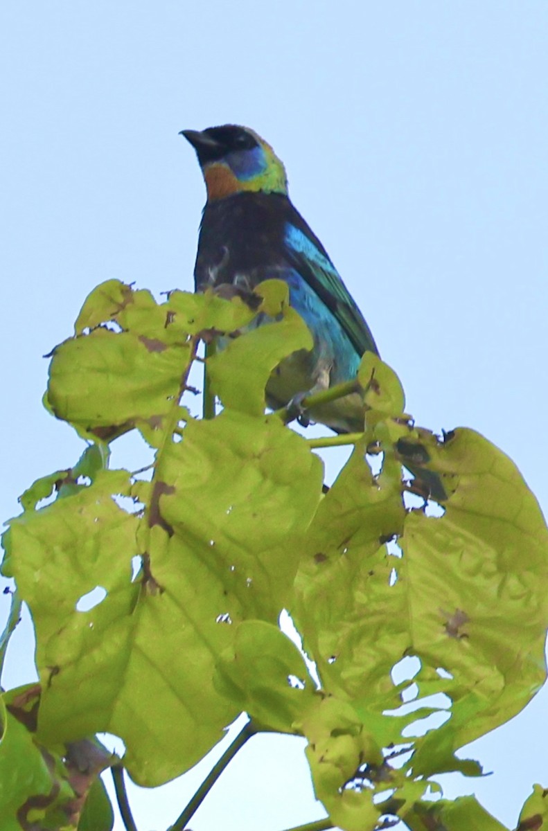 Golden-hooded Tanager - ML620495388