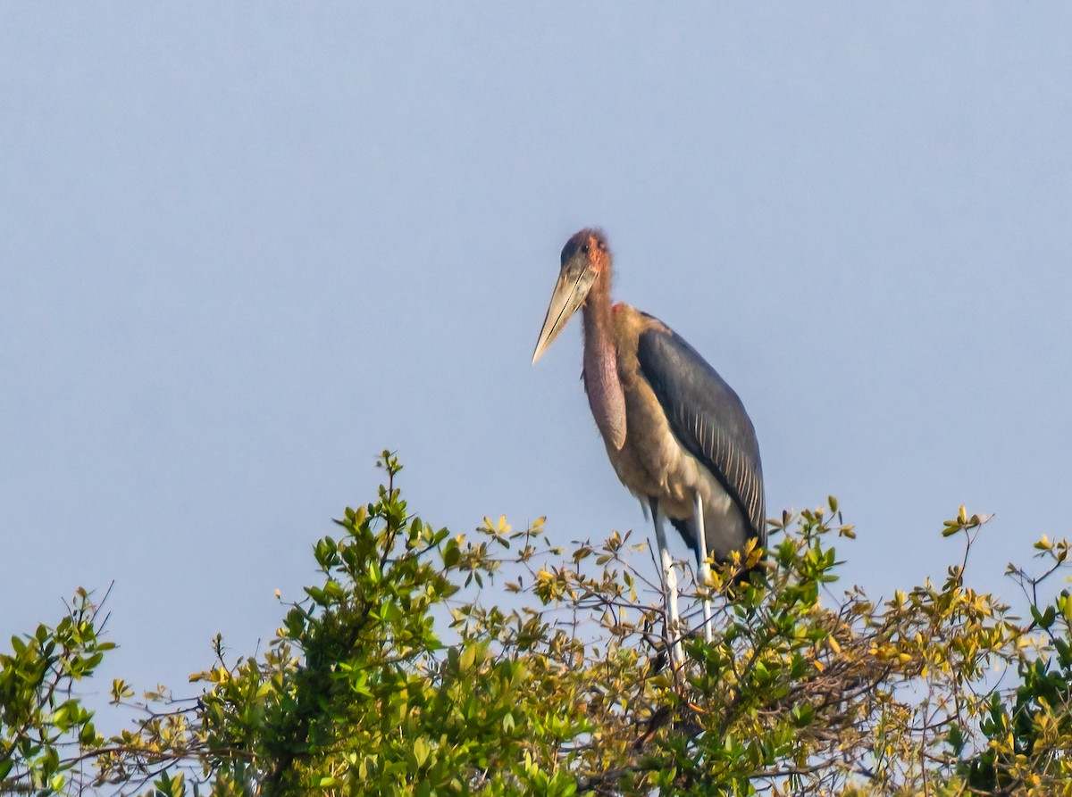 Marabou Stork - ML620495389