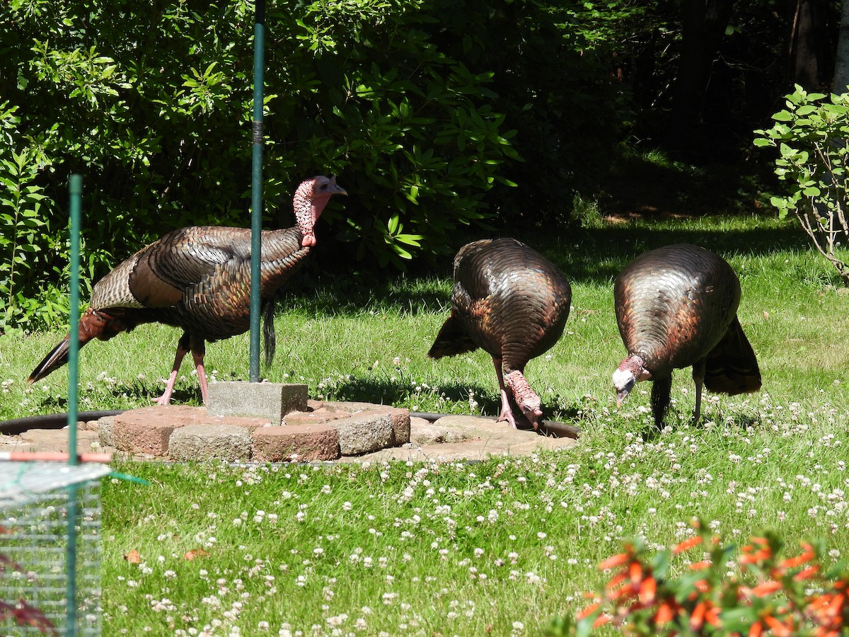 Wild Turkey - ML620495404