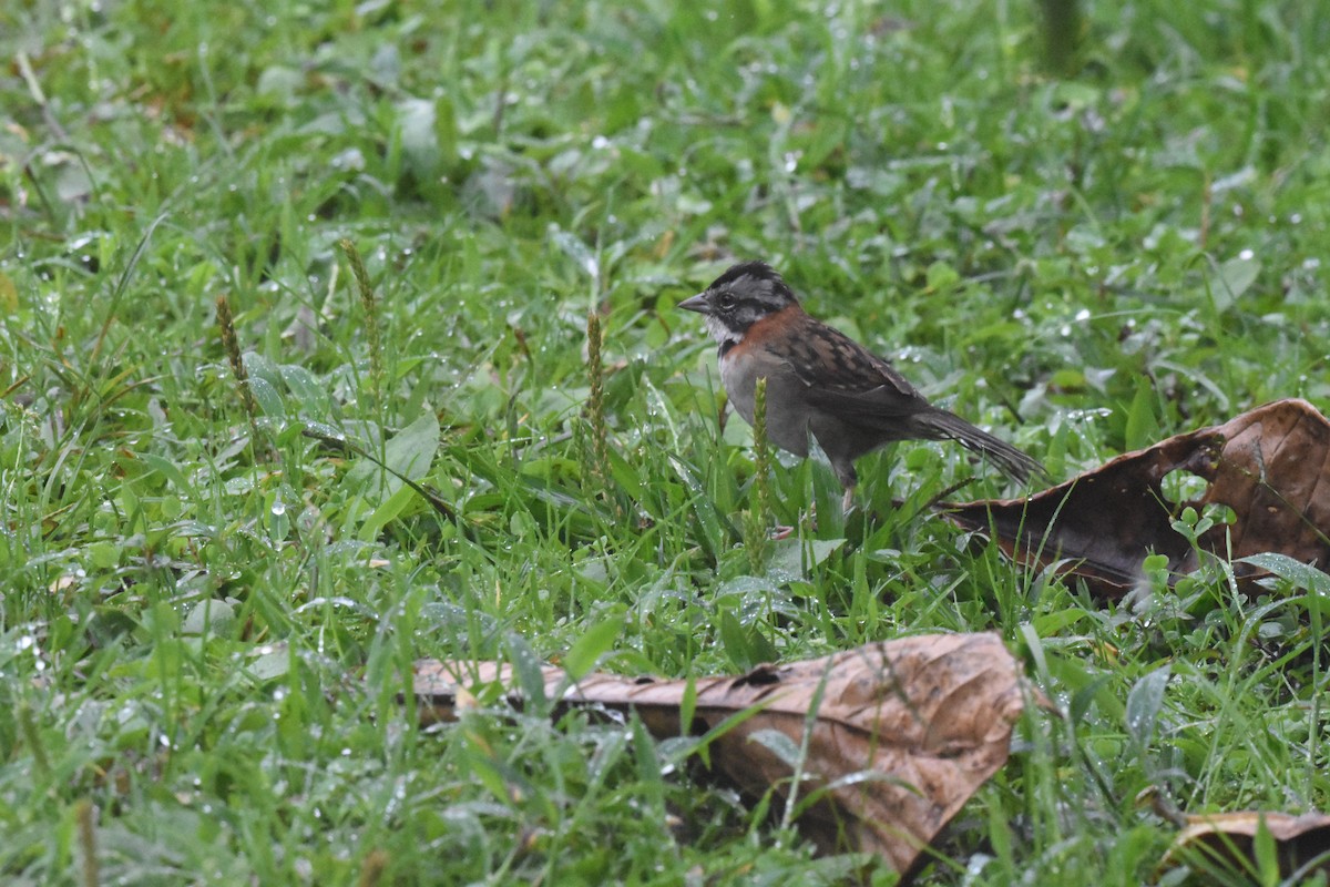 Rufous-collared Sparrow - ML620495406