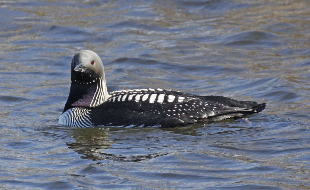 Pacific Loon - ML620495408