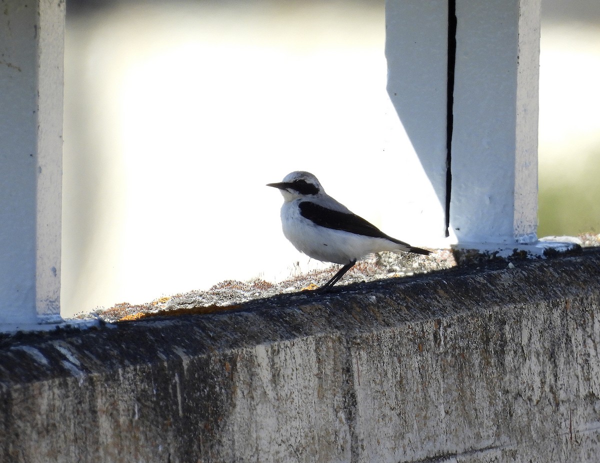 Northern Wheatear - ML620495413