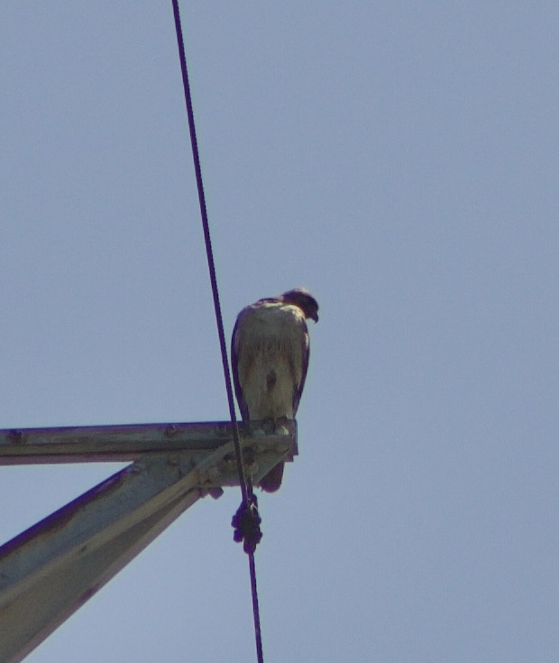 Red-tailed Hawk - ML620495415