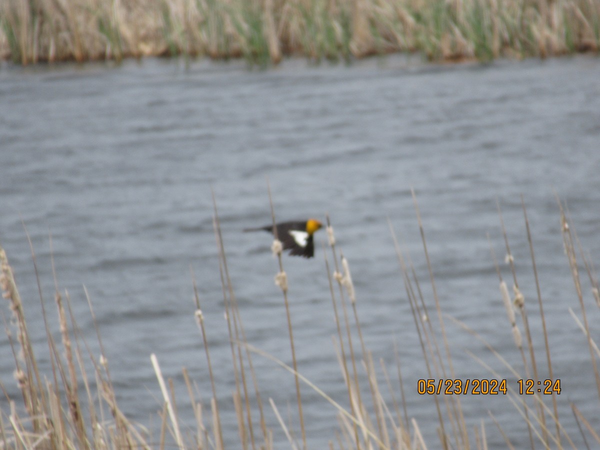 Yellow-headed Blackbird - ML620495416