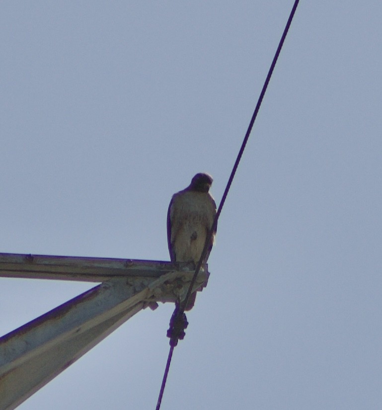 Red-tailed Hawk - ML620495417