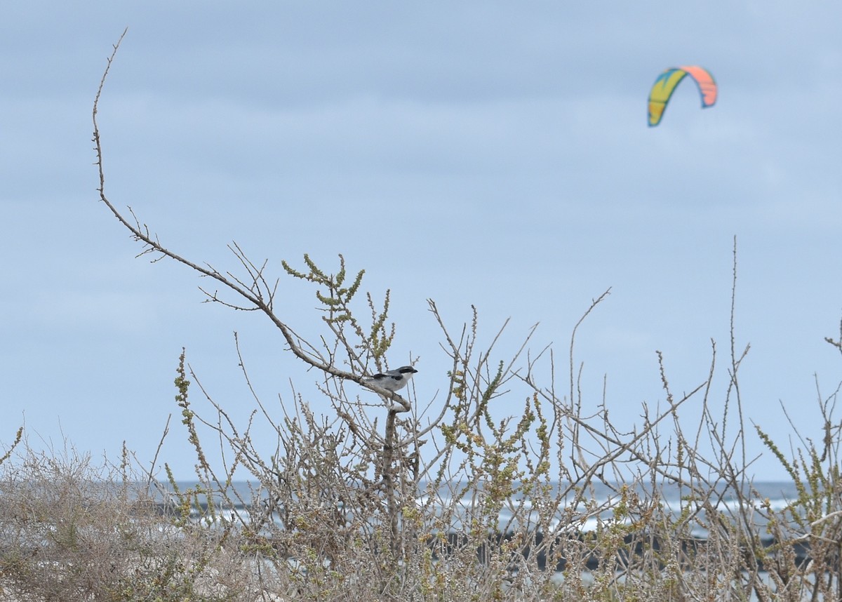 Great Gray Shrike - ML620495420