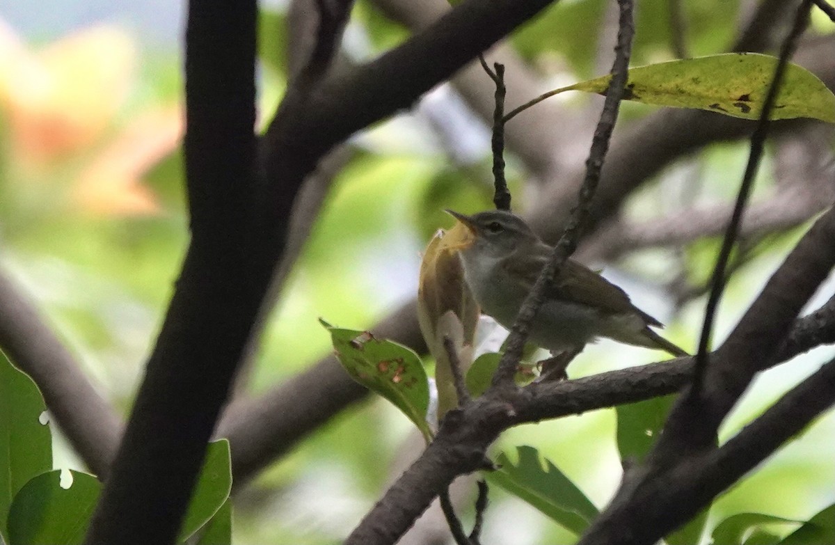 Ijima's Leaf Warbler - ML620495425