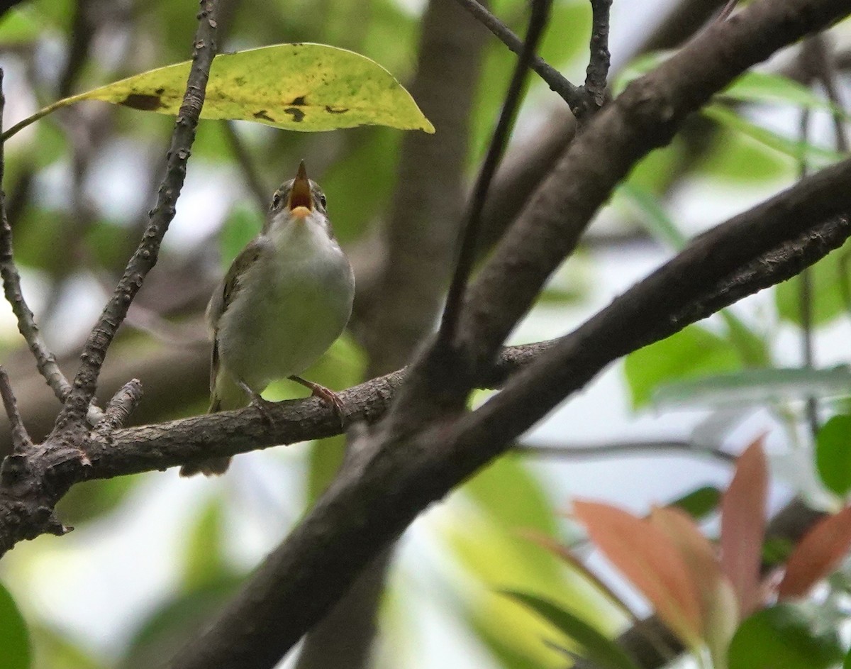 Mosquitero de Ijima - ML620495427