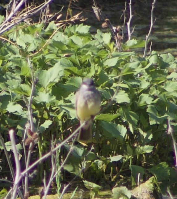 Cassin's Kingbird - ML620495430