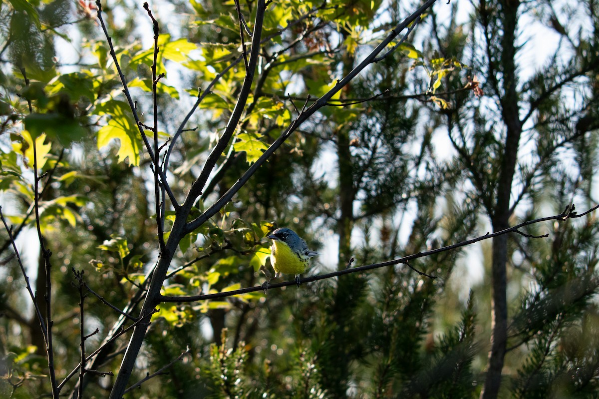 Kirtland's Warbler - ML620495434