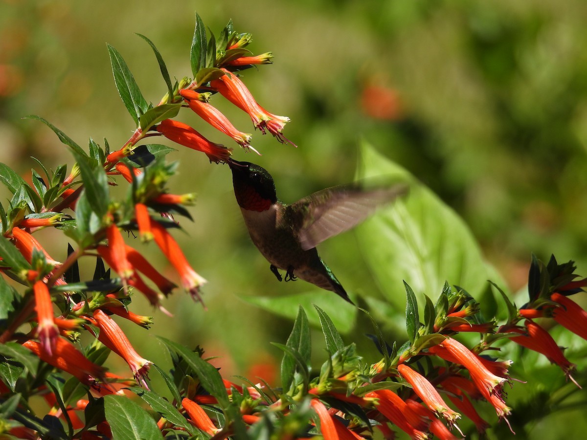 Ruby-throated Hummingbird - ML620495436
