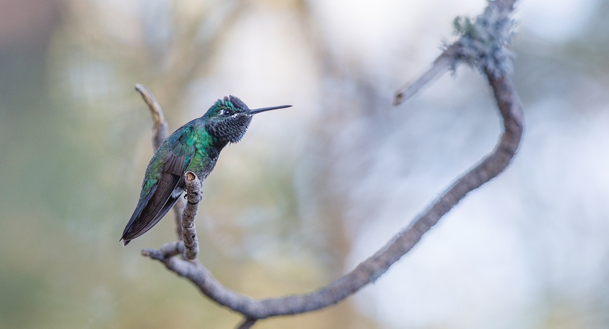 Rivoli's Hummingbird - ML620495438