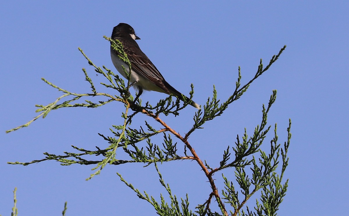 Eastern Kingbird - ML620495443