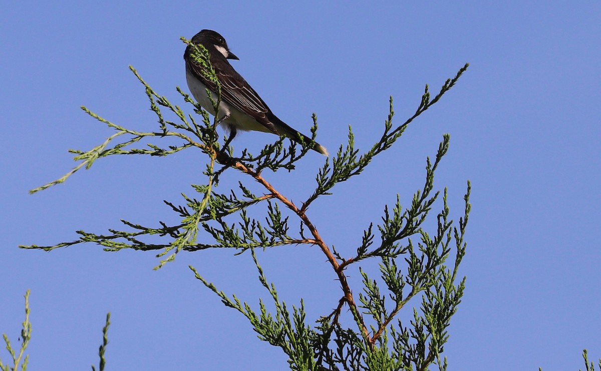 Eastern Kingbird - ML620495452