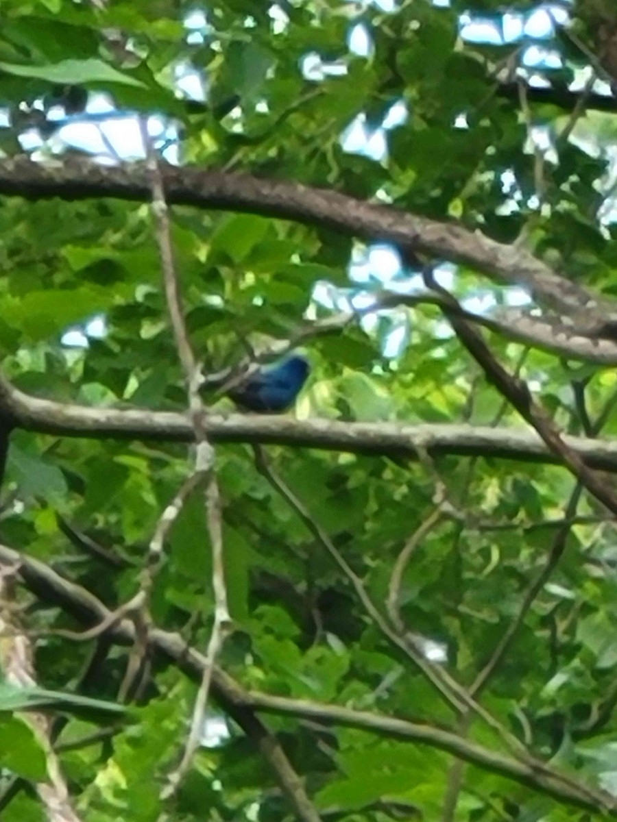 Passerin indigo - ML620495453