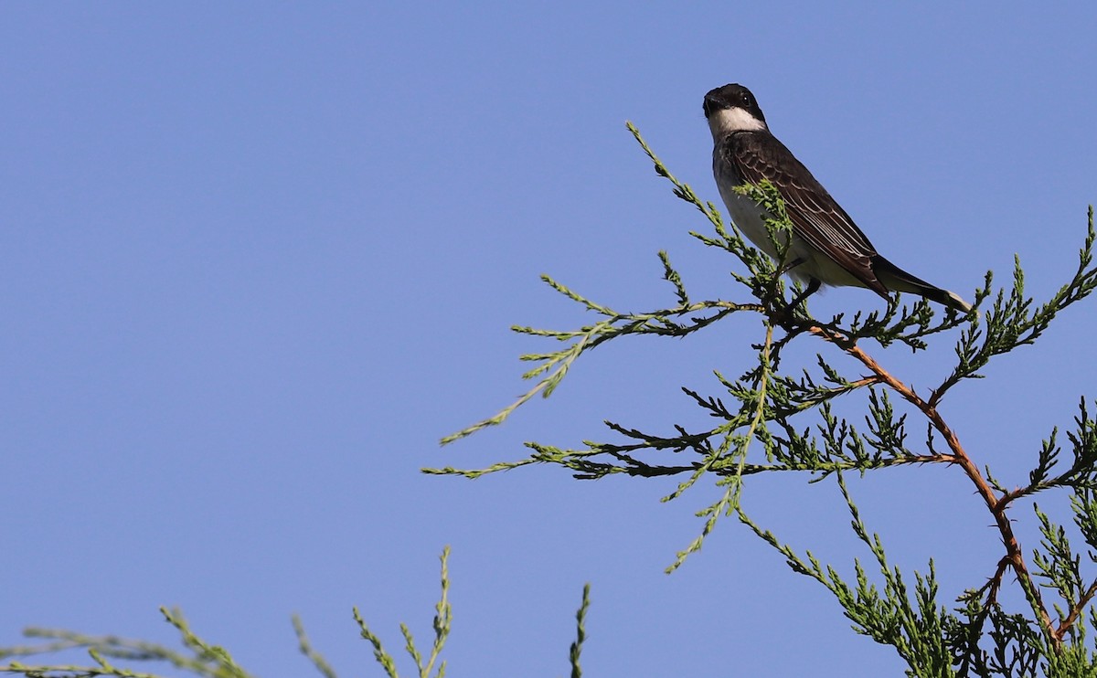 Eastern Kingbird - ML620495454