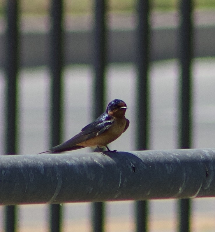 Barn Swallow - ML620495455