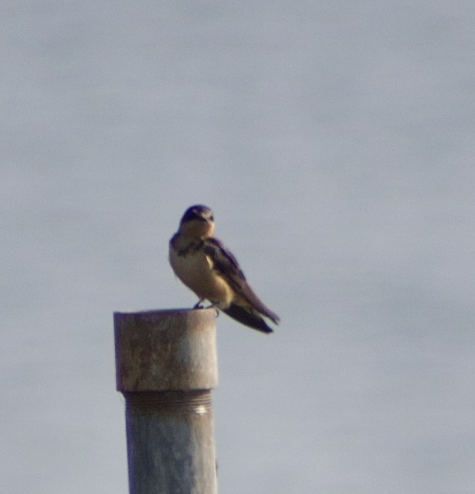 Barn Swallow - ML620495459