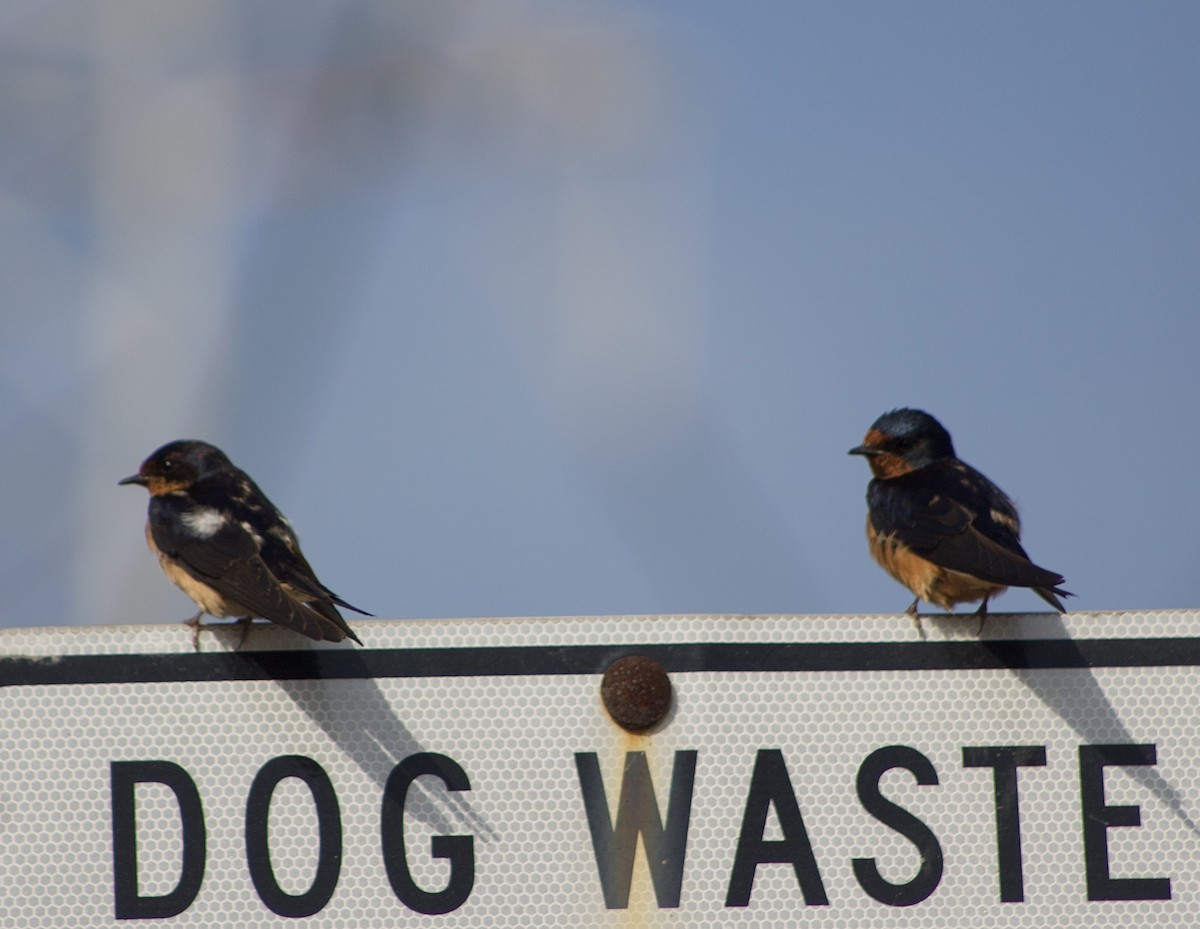 Barn Swallow - Caitlin Eldridge