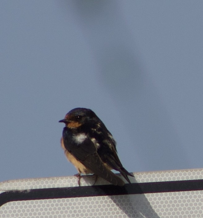 Barn Swallow - ML620495461