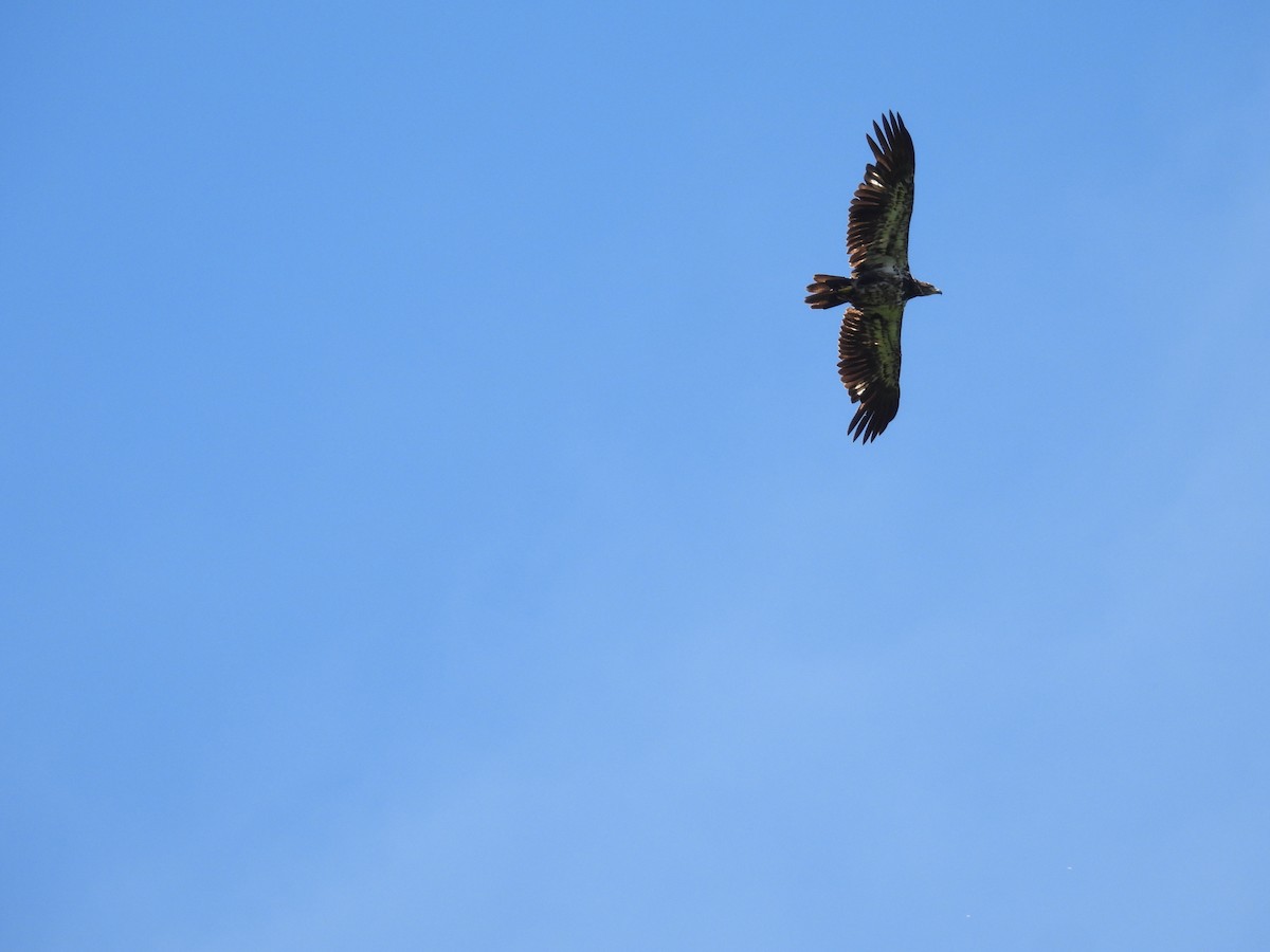 Bald Eagle - ML620495463