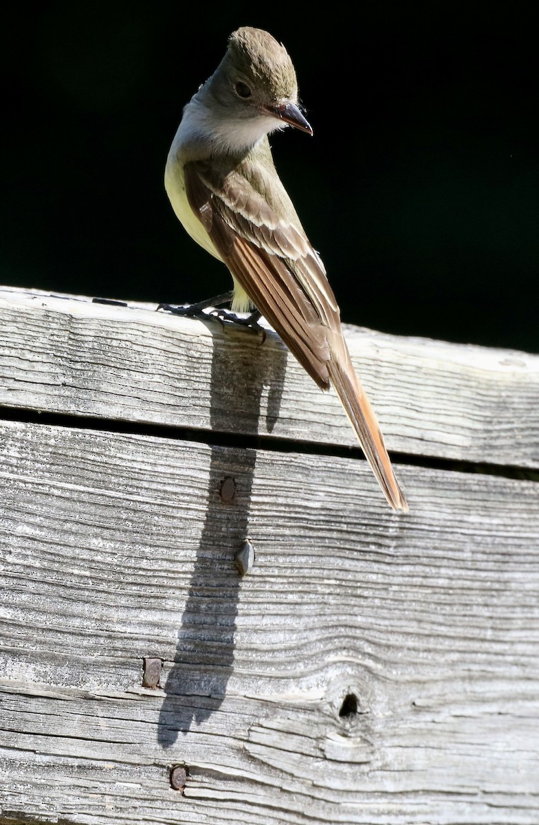 Great Crested Flycatcher - ML620495464