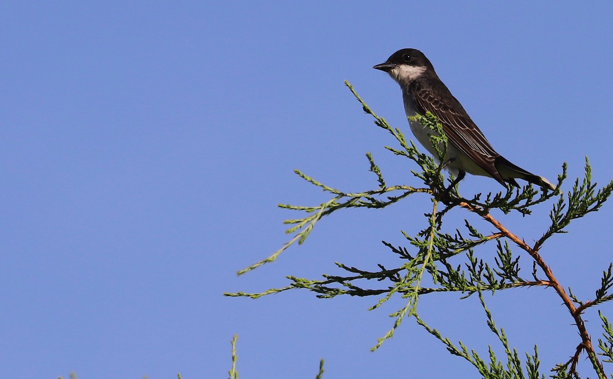 Eastern Kingbird - ML620495468