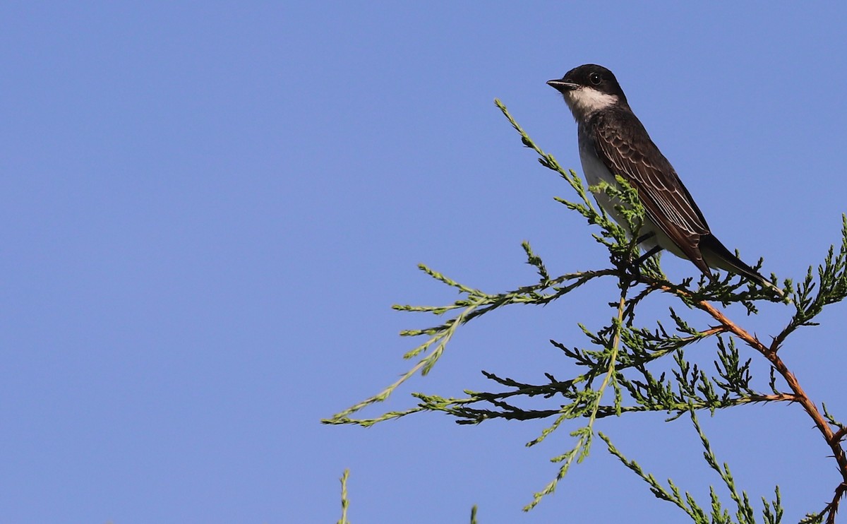 Eastern Kingbird - ML620495473