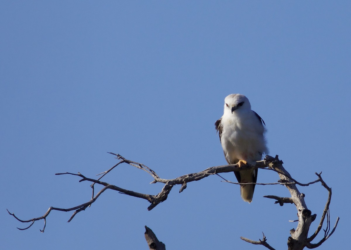 Black-shouldered Kite - ML620495475