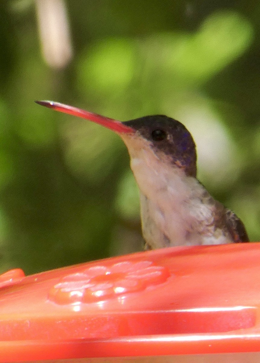kolibřík fialovokorunkatý - ML620495477