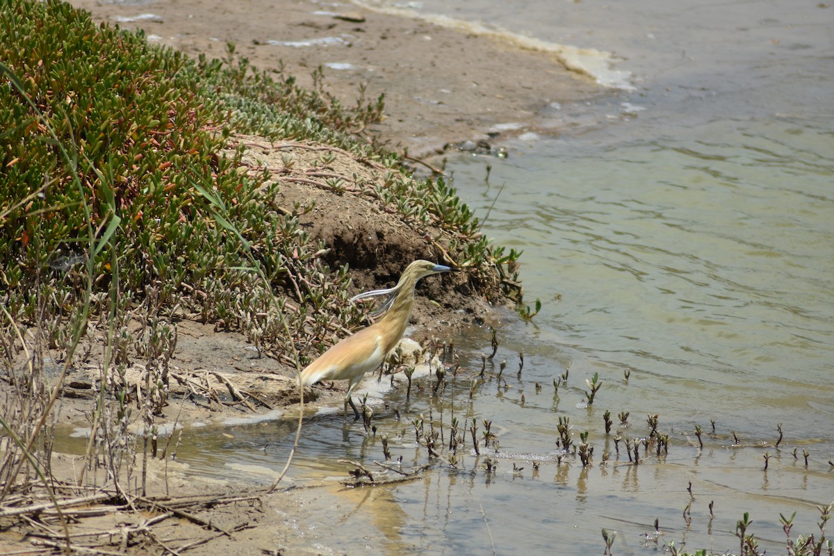 Squacco Heron - ML620495478