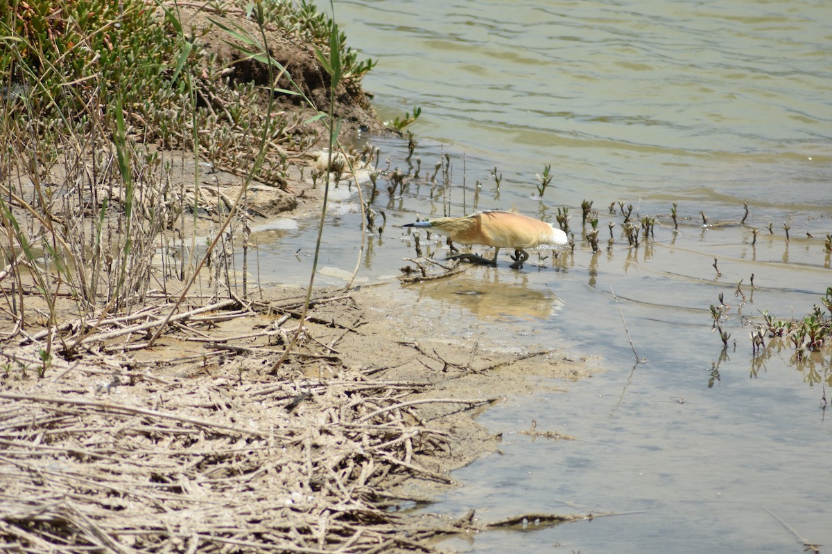 Squacco Heron - ML620495479