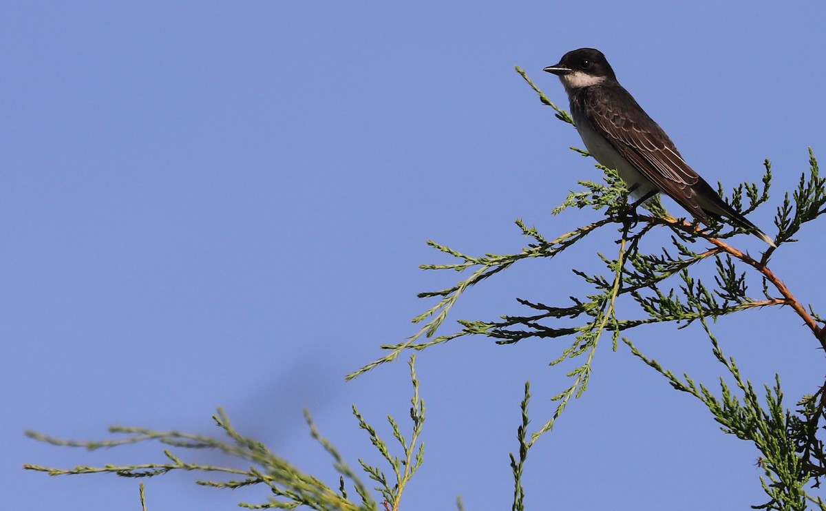 Eastern Kingbird - ML620495481