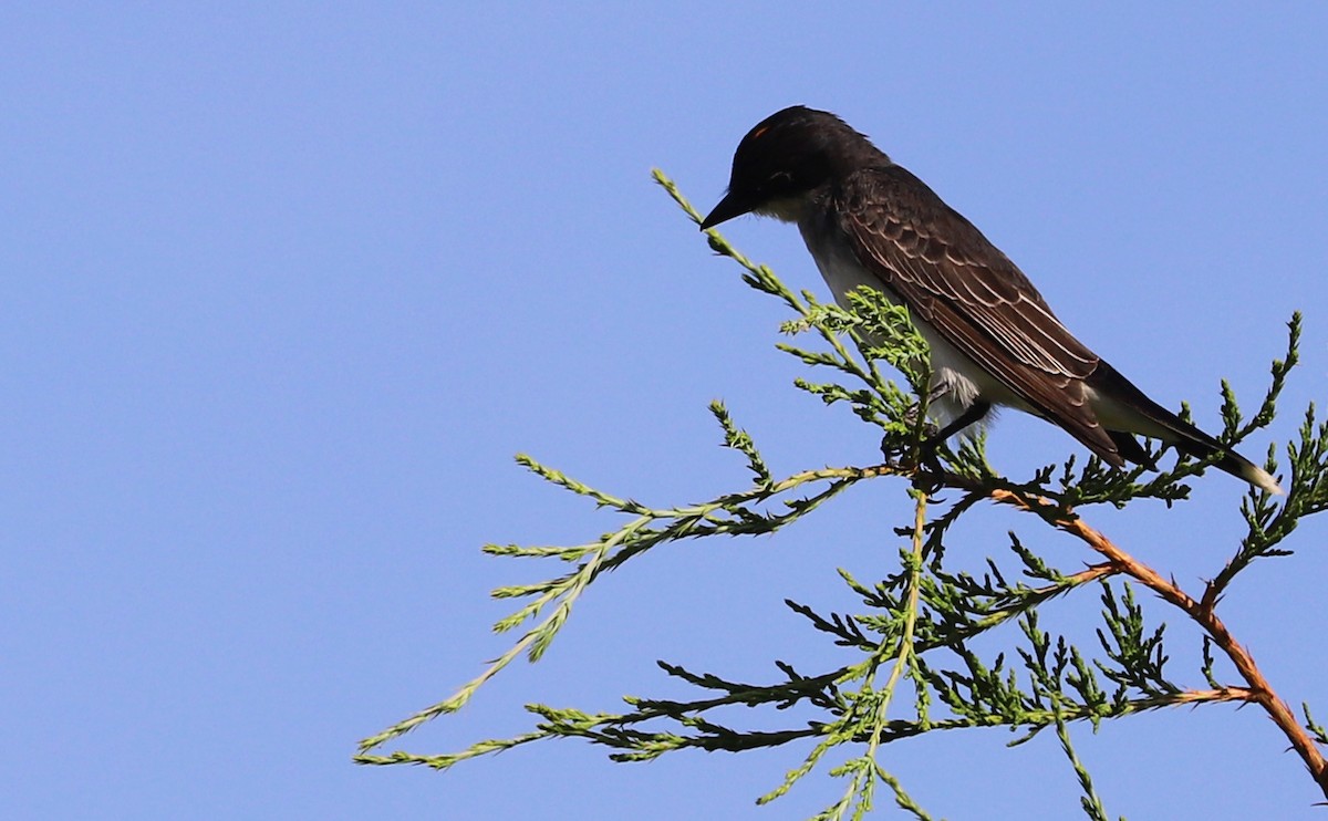 Eastern Kingbird - ML620495483