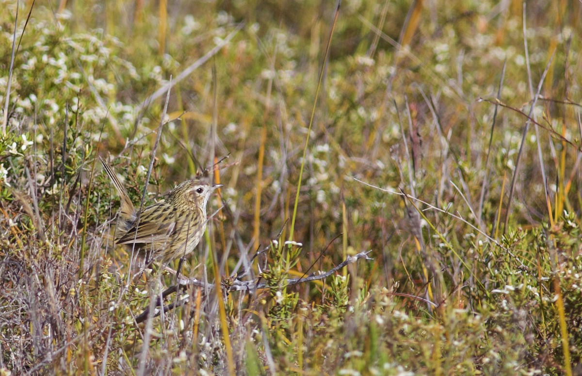 Striated Fieldwren - ML620495488