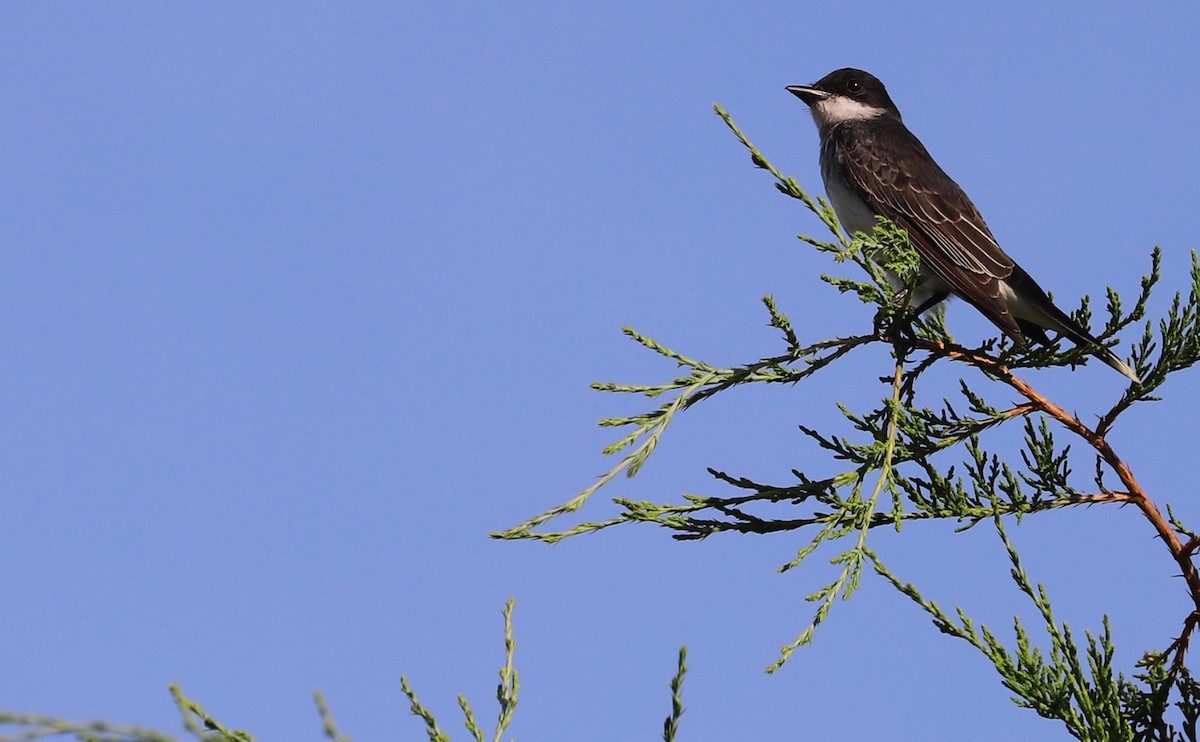 Eastern Kingbird - ML620495489