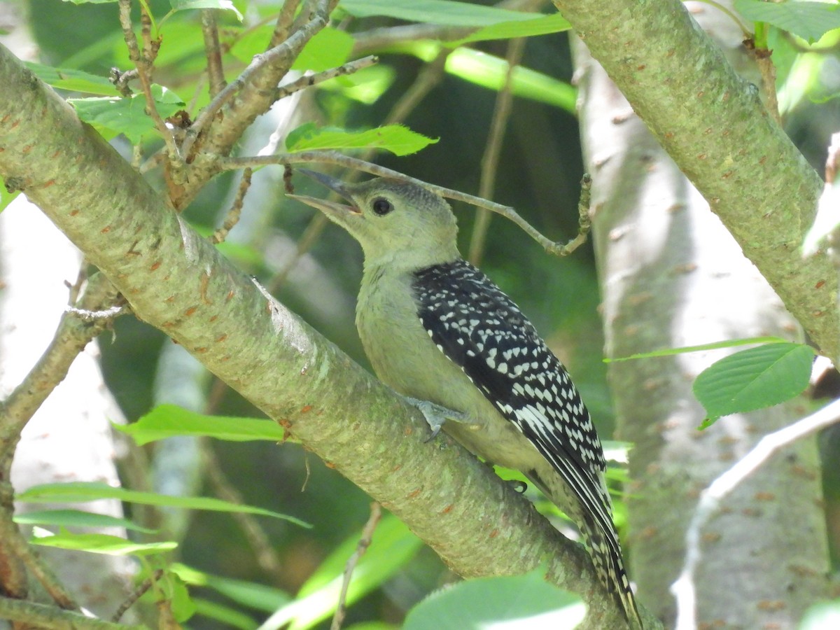 Red-bellied Woodpecker - ML620495490