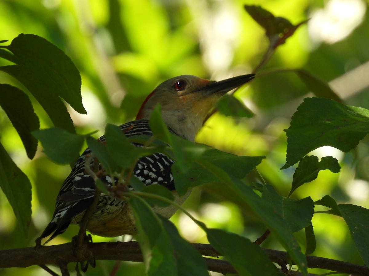 Red-bellied Woodpecker - ML620495491