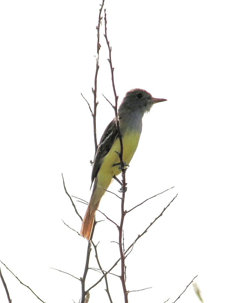 Great Crested Flycatcher - ML620495494