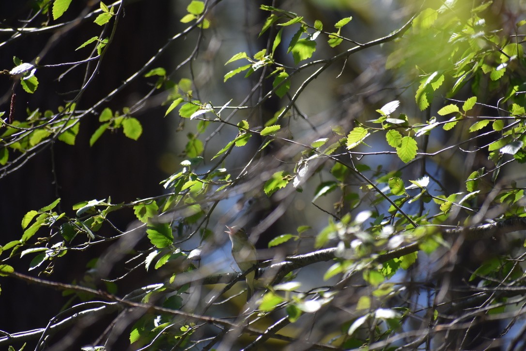 Warbling Vireo - ML620495498