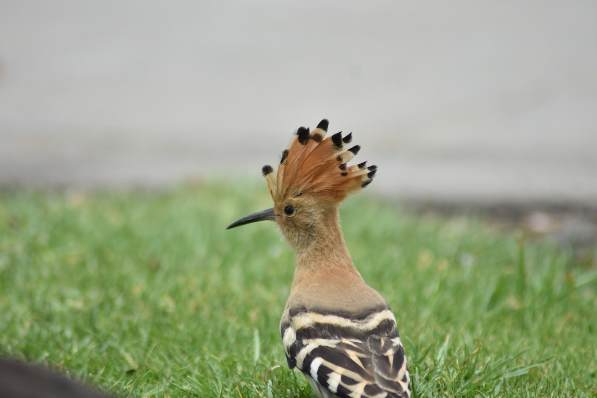 Eurasian Hoopoe - ML620495500