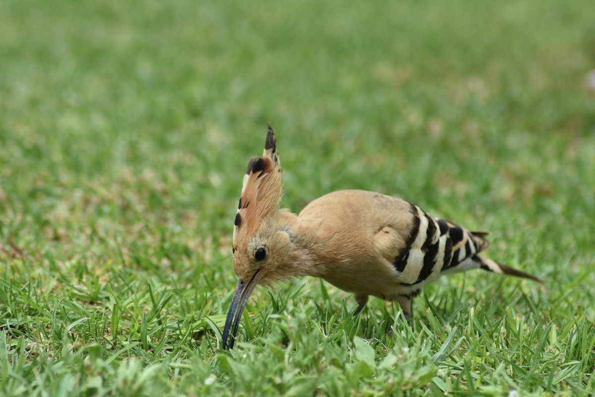 Eurasian Hoopoe - ML620495502