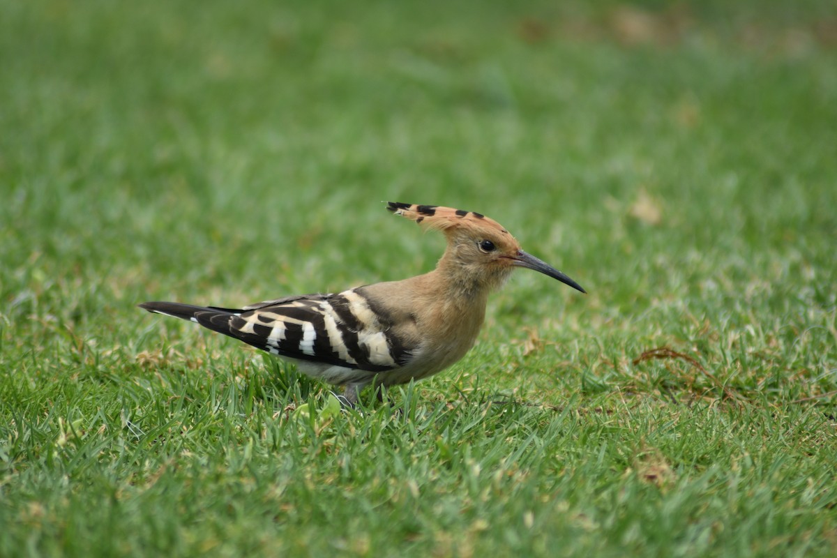 Eurasian Hoopoe - ML620495503